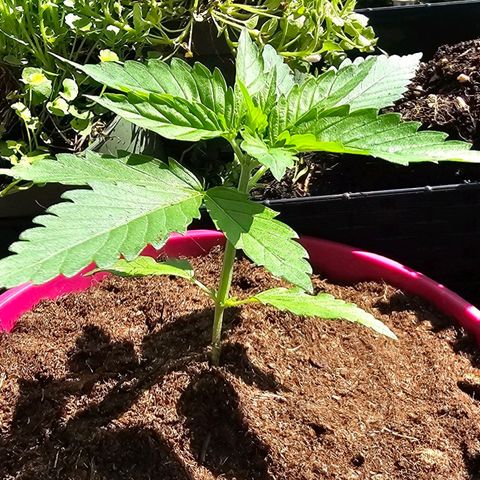 Bag Seed #1 growlog timeline photo