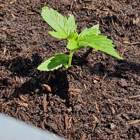 Gelato OG Auto #1 growlog timeline photo