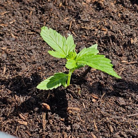 Gelato OG Auto #1 growlog timeline photo