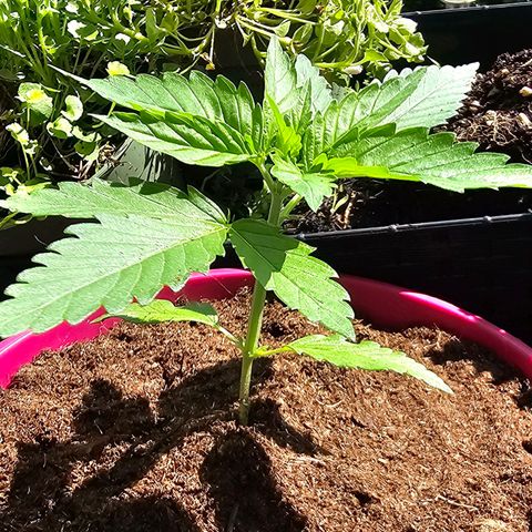 Bag Seed #1 growlog timeline photo