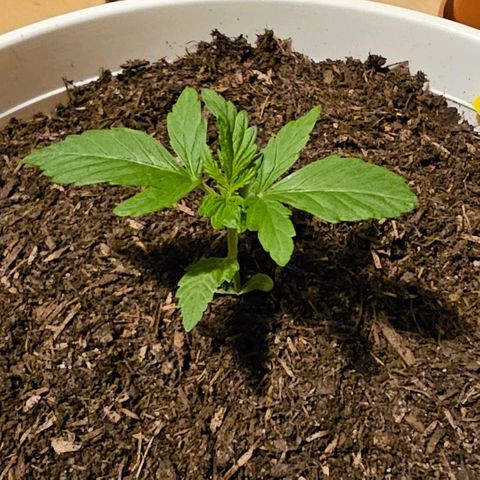 Gelato OG Auto #1 growlog timeline photo