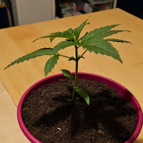 Bag Seed #1 growlog timeline photo