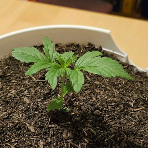 Gelato OG Auto #1 growlog timeline photo
