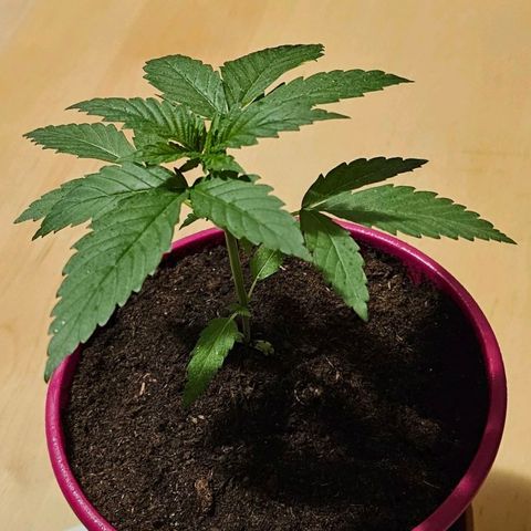 Bag Seed #1 growlog timeline photo