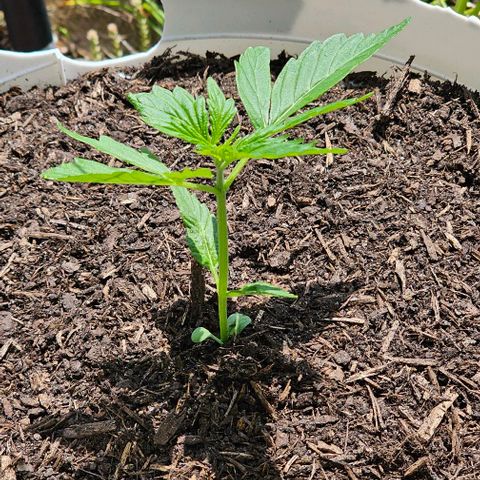 Gelato OG Auto #1 growlog timeline photo
