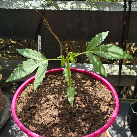 Bag Seed #1 growlog photo: TOPPING