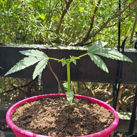 Bag Seed #1 growlog photo: TOPPING