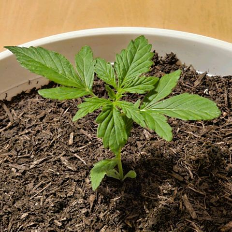 Gelato OG Auto #1 growlog timeline photo