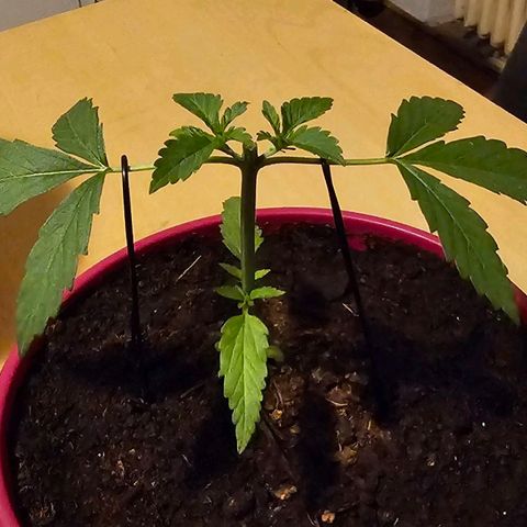 Bag Seed #1 growlog timeline photo