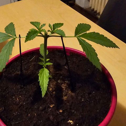 Bag Seed #1 growlog timeline photo