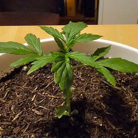 Gelato OG Auto #1 growlog timeline photo
