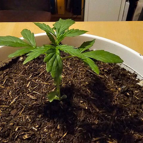 Gelato OG Auto #1 growlog timeline photo