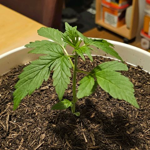 Gelato OG Auto #1 growlog timeline photo