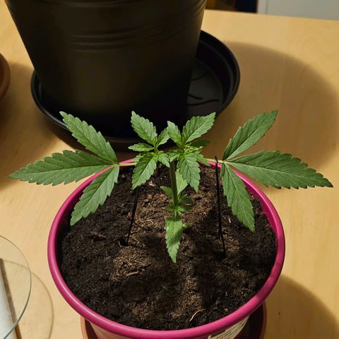 Bag Seed #1 growlog timeline photo