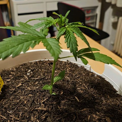 Gelato OG Auto #1 growlog timeline photo