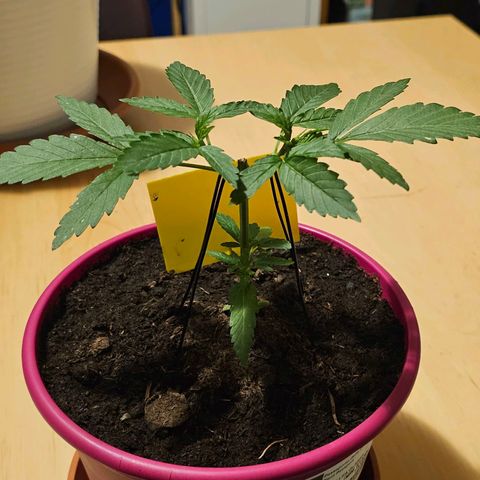 Bag Seed #1 growlog timeline photo