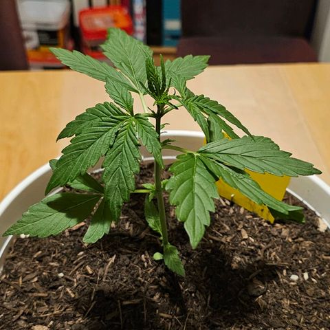 Gelato OG Auto #1 growlog timeline photo
