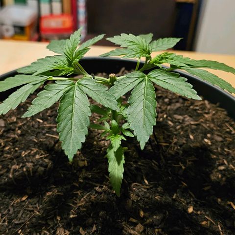 Bag Seed #1 growlog timeline photo