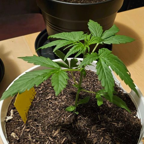 Gelato OG Auto #1 growlog timeline photo