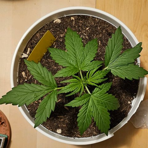 Gelato OG Auto #1 growlog timeline photo
