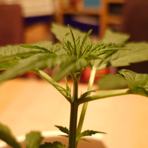 Gelato OG Auto #1 growlog timeline photo