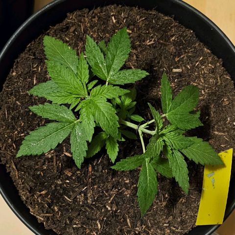 Bag Seed #1 growlog timeline photo