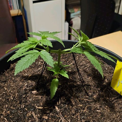 Bag Seed #1 growlog timeline photo