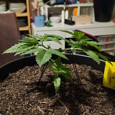 Bag Seed #1 growlog timeline photo