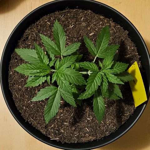 Bag Seed #1 growlog timeline photo