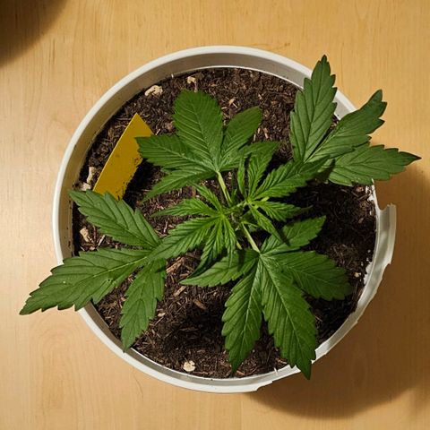 Gelato OG Auto #1 growlog timeline photo