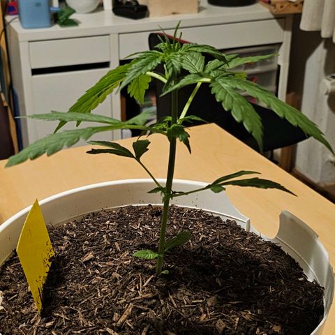 Gelato OG Auto #1 growlog timeline photo