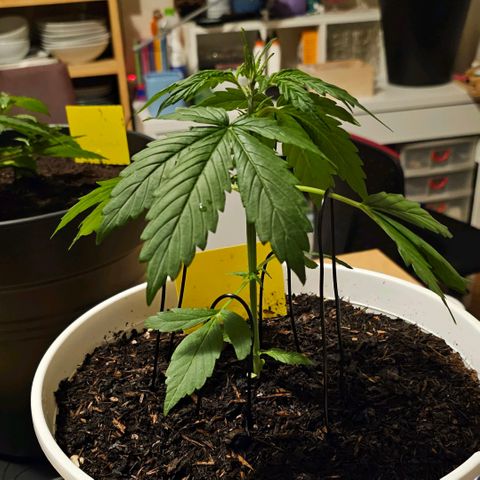 Gelato OG Auto #1 growlog timeline photo