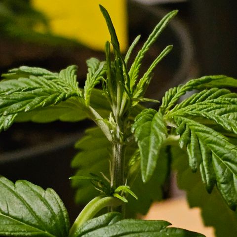 Gelato OG Auto #1 growlog timeline photo