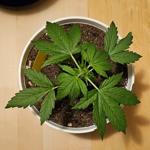 Gelato OG Auto #1 growlog timeline photo