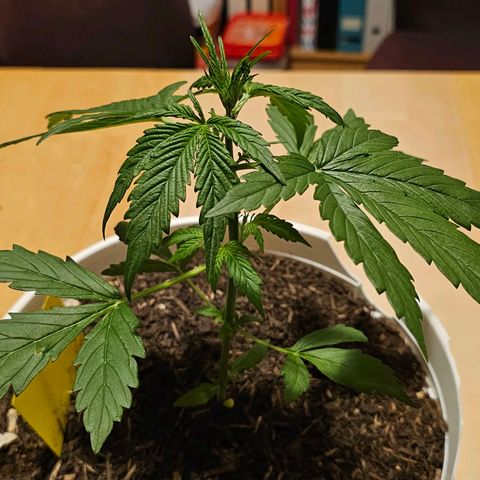 Gelato OG Auto #1 growlog timeline photo