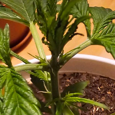 Gelato OG Auto #1 growlog timeline photo