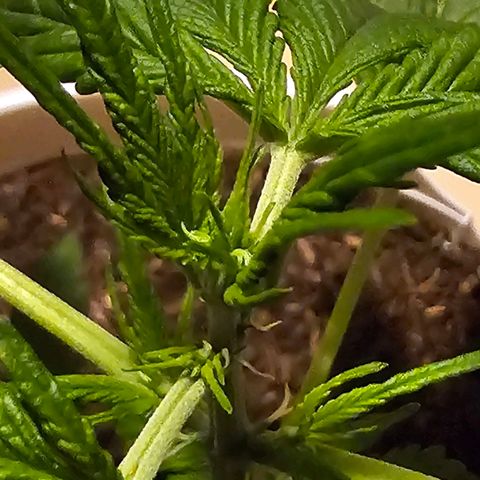 Gelato OG Auto #1 growlog timeline photo