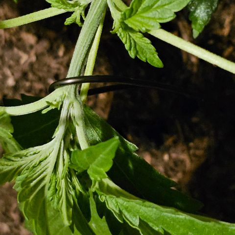 Bag Seed #1 growlog timeline photo