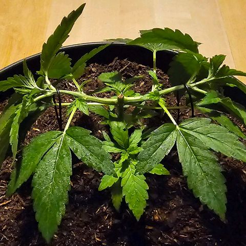 Bag Seed #1 growlog timeline photo