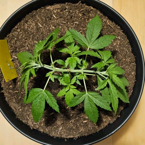 Bag Seed #1 growlog timeline photo