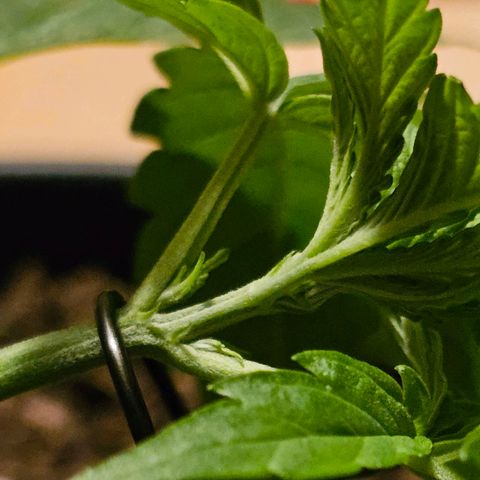 Bag Seed #1 growlog timeline photo