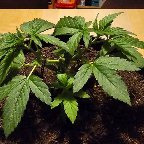 Bag Seed #1 growlog timeline photo