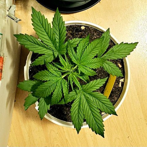 Gelato OG Auto #1 growlog timeline photo