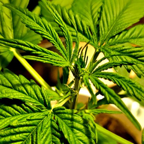 Gelato OG Auto #1 growlog timeline photo
