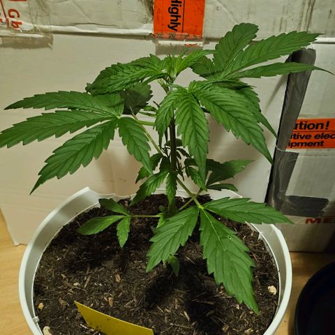 Gelato OG Auto #1 growlog timeline photo