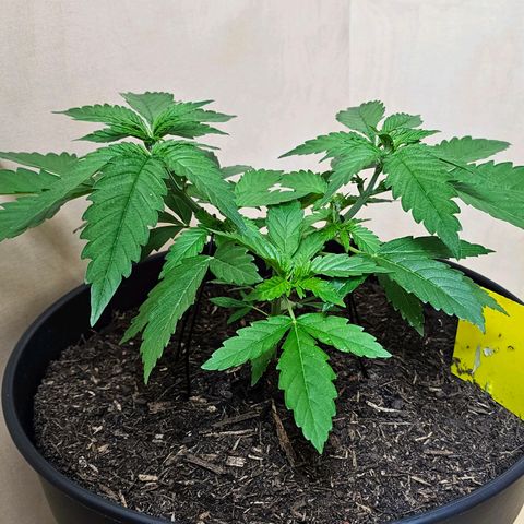 Bag Seed #1 growlog timeline photo