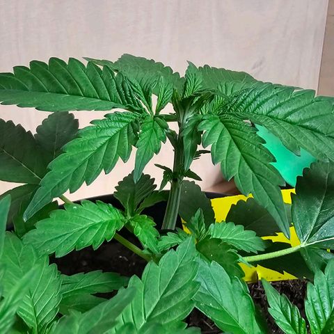 Bag Seed #1 growlog timeline photo