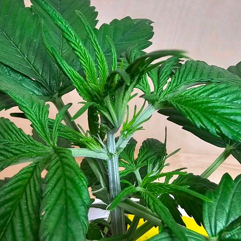 Gelato OG Auto #1 growlog timeline photo