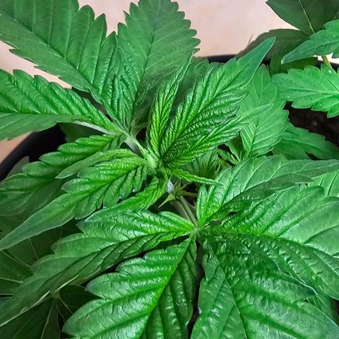 Bag Seed #1 growlog timeline photo
