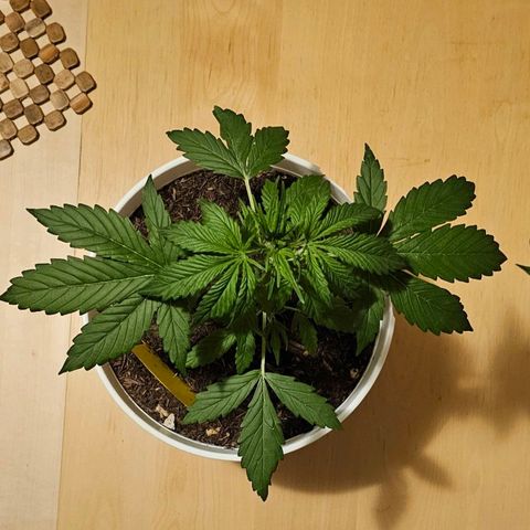 Gelato OG Auto #1 growlog timeline photo
